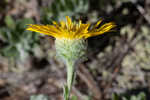 Ccottony goldenaster